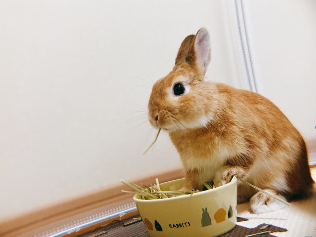 ブログ２ですよ。